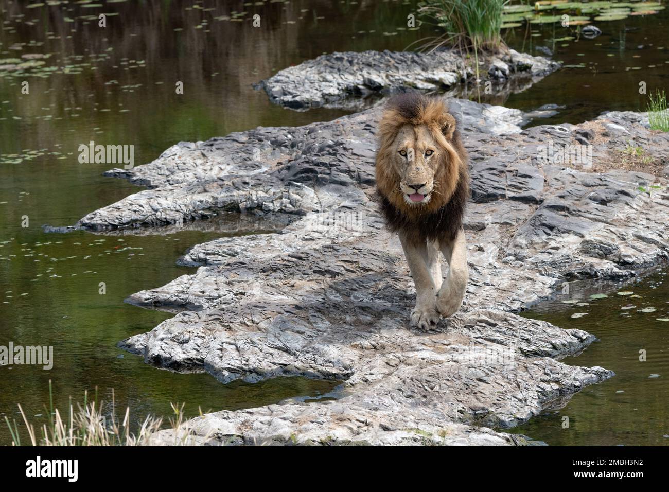 Großer männlicher Löwe, der auf Felsen am Fluss in Richtung Kamera im Kruger-Nationalpark, Südafrika, läuft Stockfoto