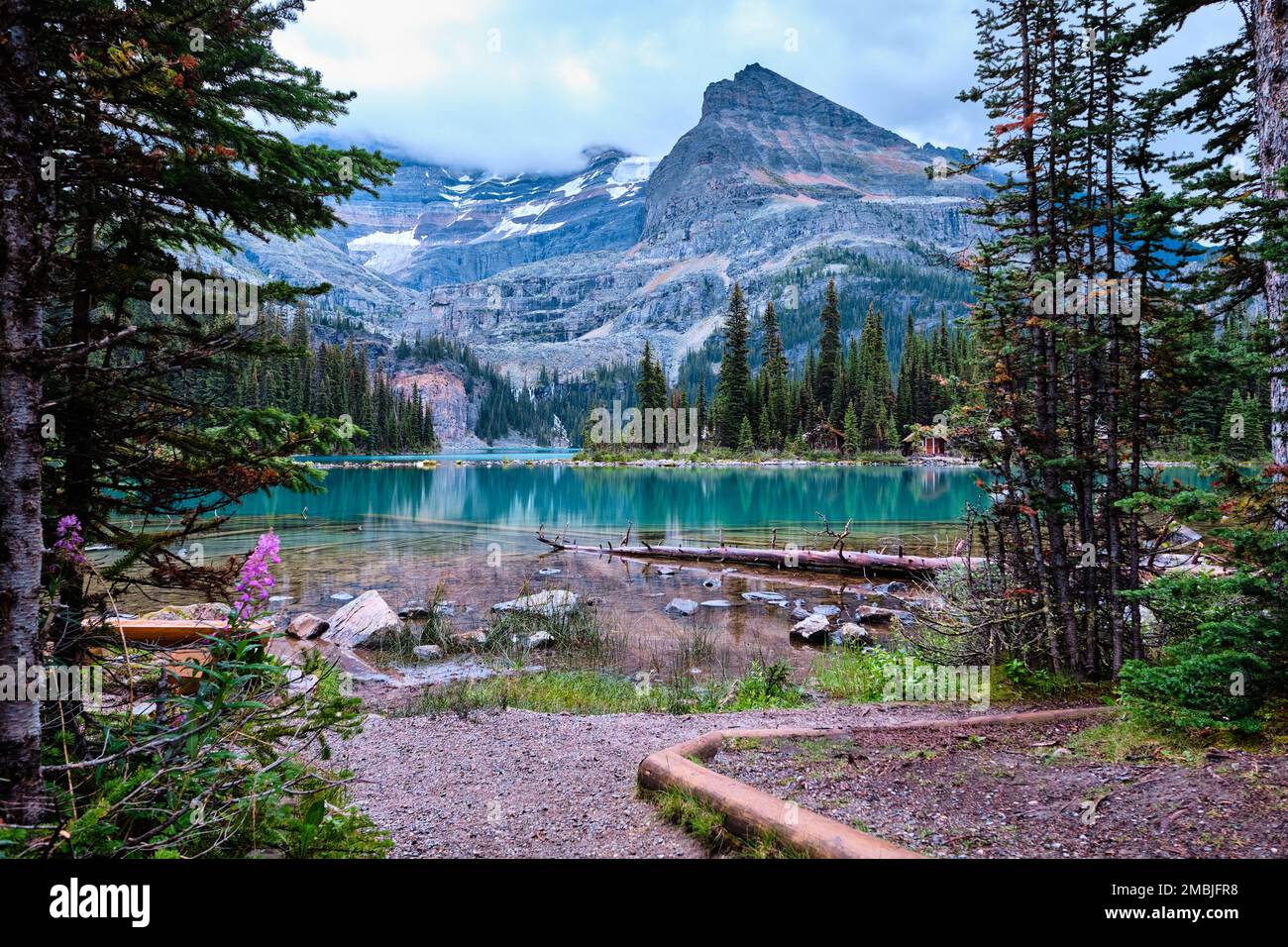Anfahrt zum Lake O'Hara im Yoho-Nationalpark. Violettes Feuerweed im Vordergrund steht im Kontrast zum smaragdgrünen Wasser des Sees und den grauen Bergen dahinter Stockfoto