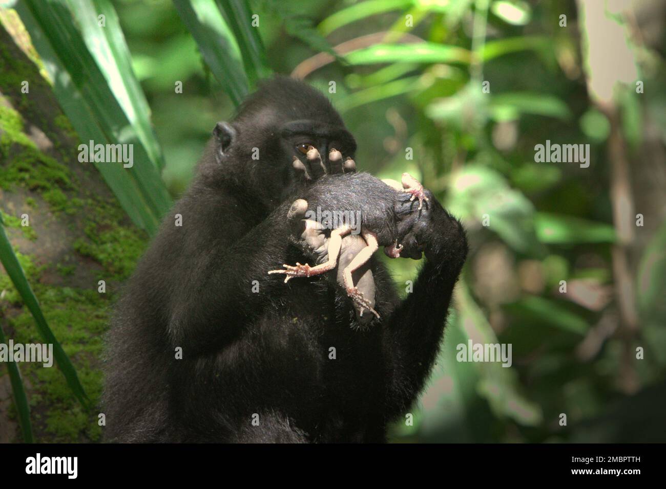 Ein junger Mensch aus Sulawesi-Schwarzkammmakaken (Macaca nigra) hält einen Frosch in der Hand, den er im Naturschutzgebiet Tangkoko, Nord-Sulawesi, Indonesien, gefangen hat. Timothy O'Brien und Margaret Kinnaird – Wissenschaftler der Primaten – haben beobachtet und berichtet, dass es zu Raubtieren auf Frosch sowie auf Fledermaus, Fliegenschnäffchen, Waldgecko und Eiern von rotem Dschungelhuhn kommt. Stockfoto