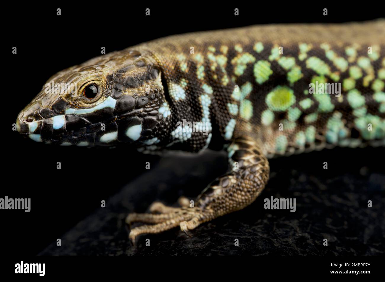 Milos wand Eidechse (Podarcis milensis milensis) Stockfoto