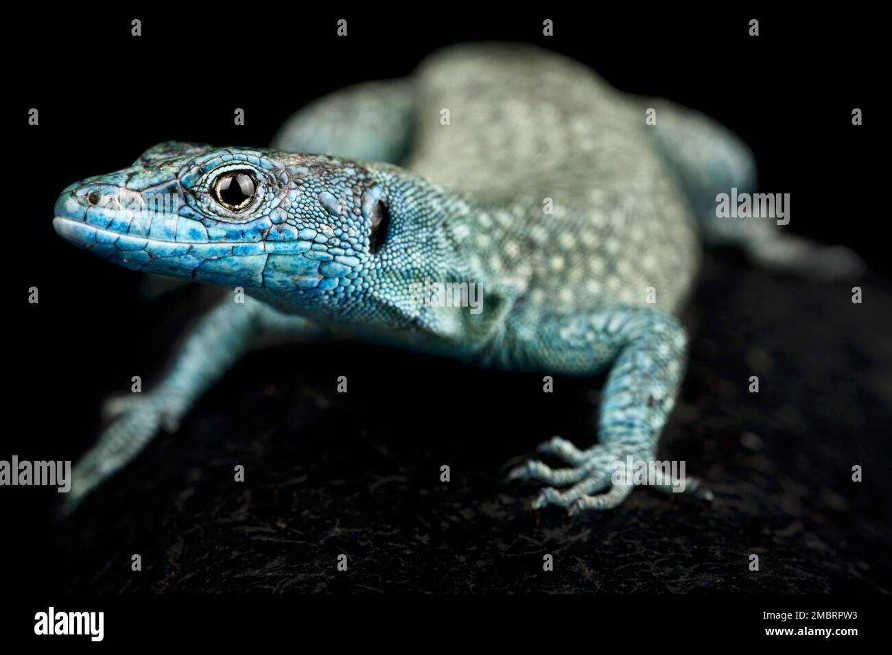 Scharfnäsige Felsenechse (Dalmatolacerta oxycephala) Stockfoto