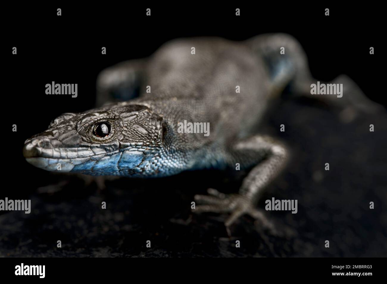 Scharfnäsige Felsenechse (Dalmatolacerta oxycephala) Stockfoto