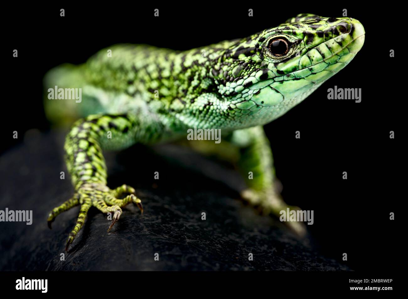 Castillian Rock Lizard (Iberolacerta cyreni castilliana), männlich Stockfoto