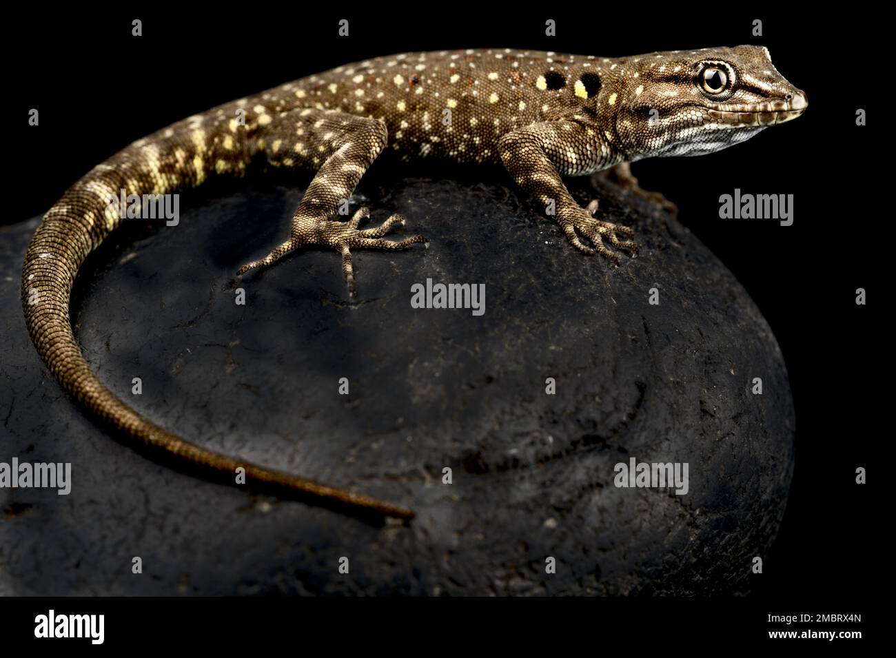 Atlas-Day-Gecko (Quedenfeldtia moerens) Stockfoto