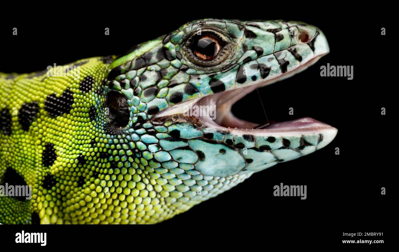 Iberische Smaragd-Eidechse (Lacerta schreiberi), weiblich Stockfoto