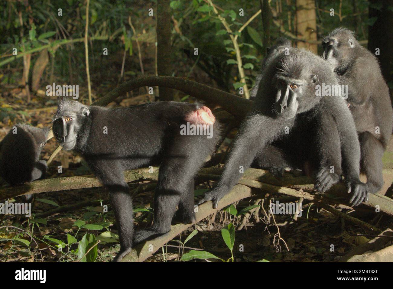 Eine Gruppe von Sulawesi-Schwarzkammmakaken (Macaca nigra) im Tangkoko-Wald, Nord-Sulawesi, Indonesien. Ein männliches Individuum dieser Spezies hat einen Persönlichkeitsfaktor der „Koziabilität“, der sich nach einem von Christof Neumann geleiteten Wissenschaftlerteam in einer wissenschaftlichen Arbeit, die im August 2013 veröffentlicht wurde, an seiner „hohen Rate an Körperpflege, einer hohen Anzahl an weiblichen Nachbarn und einem vielfältigen Netzwerk“ erkennen lässt. Männer haben auch den Persönlichkeitsfaktor „Verbundenheit“, der sich durch ihr „Netzwerk für entgegengesetzte Nachbarn und Körperpflege, räumliche Position im Kern der Gruppe“, fügten sie hinzu. Stockfoto