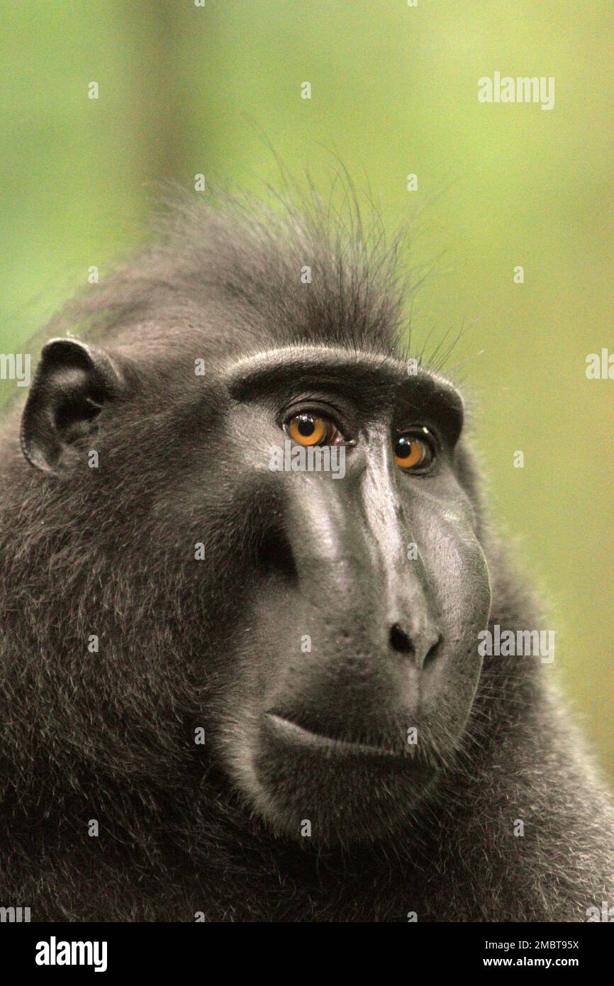 Porträt eines männlichen Sulawesi-Schwarzkammmakaken (Macaca nigra), der in der Nähe von Menschen im Wald von Tangkoko, Nord-Sulawesi, Indonesien, immer Selbstvertrauen, Ruhe und überraschenderweise freundliche Gesten zu zeigen scheint. Er ist gewachsen und hat den höchsten Rang in der Truppe erreicht, ohne einen Teil seiner linken Finger, die durch einen Unfall verloren haben. Im Persönlichkeitsfaktor „Kühnheit“ reagiert ein makakes Männchen in der Regel „stark auf eine bedrohliche Situation“, so ein Team von Wissenschaftlern unter der Leitung von Christof Neumann in einer wissenschaftlichen Arbeit, die im August 2013 veröffentlicht wurde. Stockfoto