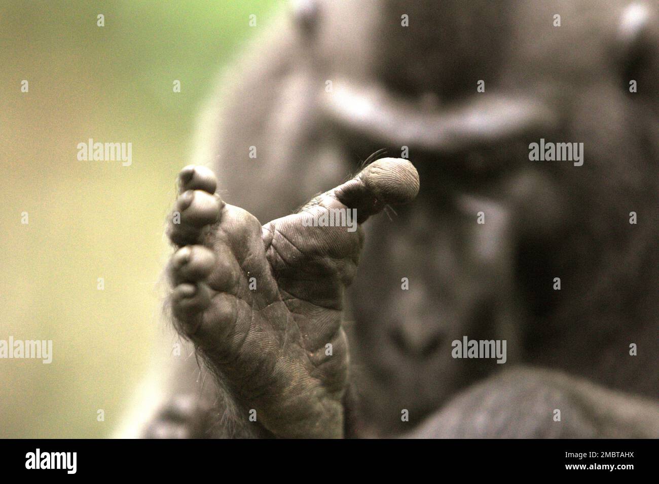 Rechter Fuss eines Alpha männlichen Sulawesi-Schwarzkammmakaken (Macaca nigra) im Tangkoko-Wald, North Sulawesi, Indonesien. Er ist gewachsen und hat den höchsten Rang in der Truppe erreicht, ohne einen Teil seiner linken Finger, die durch einen Unfall verloren haben. Im Persönlichkeitsfaktor „Kühnheit“ reagiert ein makakes Männchen in der Regel „stark auf eine bedrohliche Situation“, so ein Team von Wissenschaftlern unter der Leitung von Christof Neumann in einer wissenschaftlichen Arbeit, die im August 2013 veröffentlicht wurde. Stockfoto