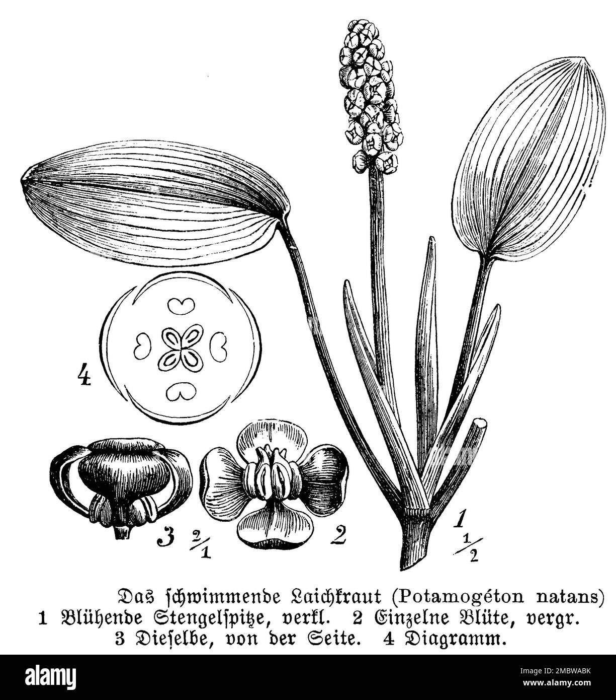 Schwimmendes Tüpfelkraut, Potamogeton natans, anonym (Botanisches Buch, 1888), Laichkraut, Potamot, Flottant Stockfoto