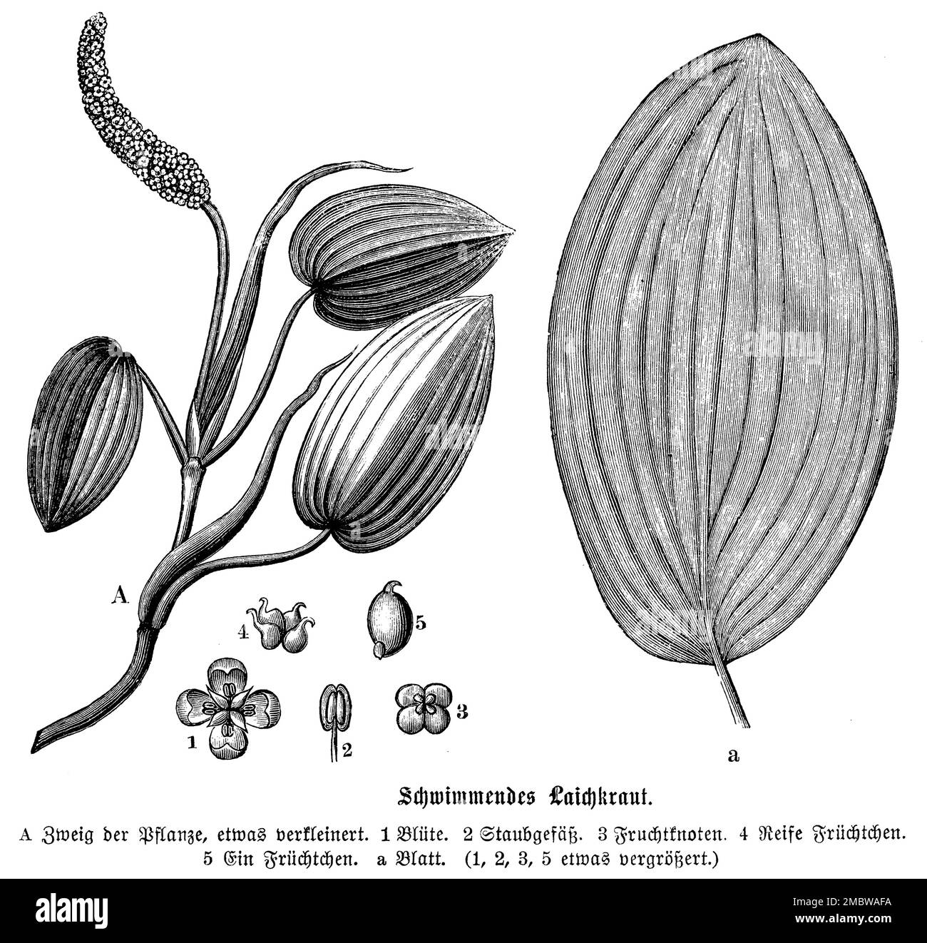 Schwimmendes Tüpfelkraut, Potamogeton natans, anonym (Botanisches Buch, 1880), Laichkraut, Potamot, Flottant Stockfoto
