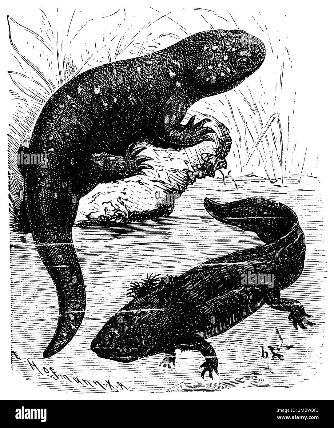 axolotl, Ambystoma mexicanum, E. Hosemann (XA) (Enzyklopädie, 1891), Axolotl, Axolotl Stockfoto