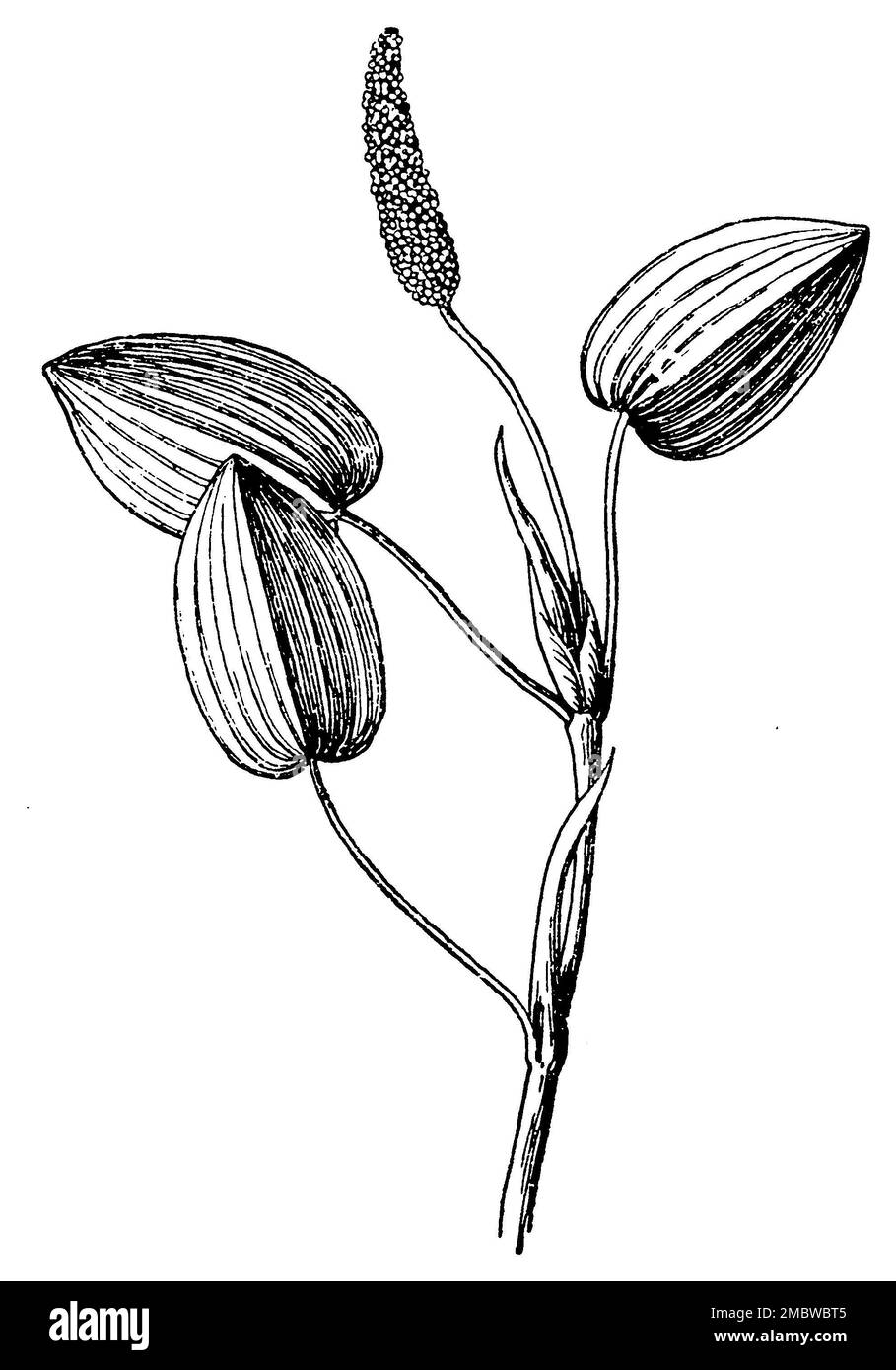 Schwimmendes Tüpfelkraut, Potamogeton natans, (Botanisches Buch, 1910), Laichkraut, Potamot, Flottant Stockfoto