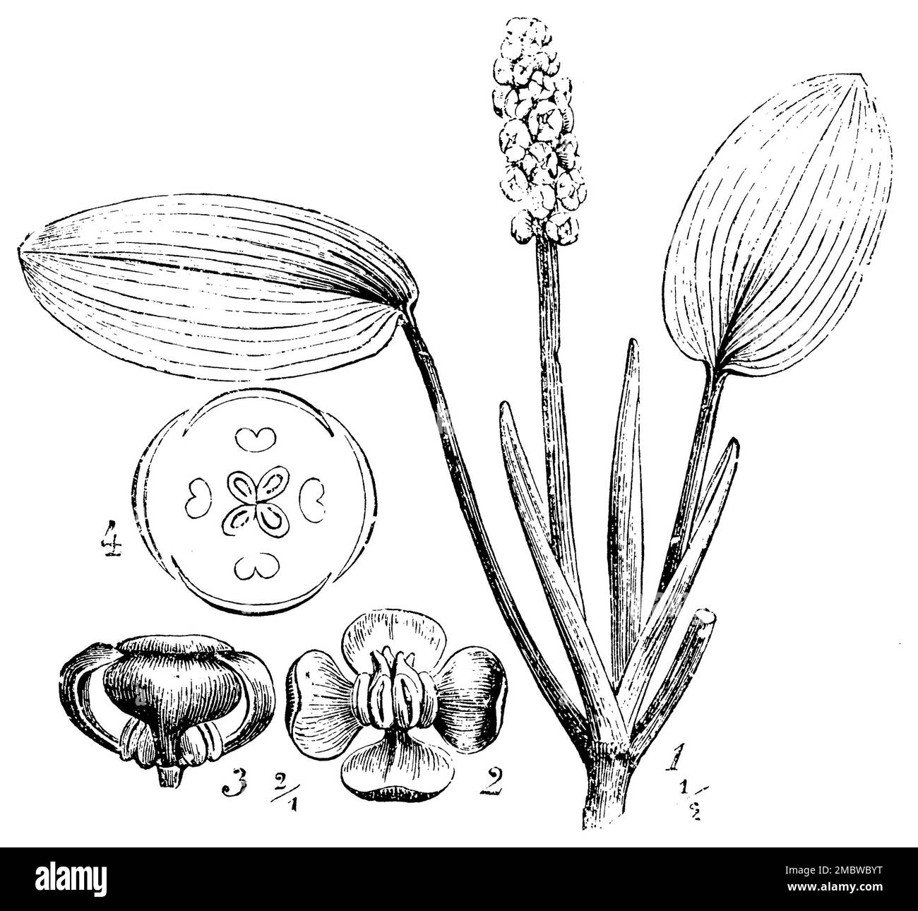 Schwimmendes Pondweed, Potamogeton natans, Schimper, Andreas Franz Wilhelm (Botanisches Buch, 1900), Laichkraut, Potamot, Flottant Stockfoto