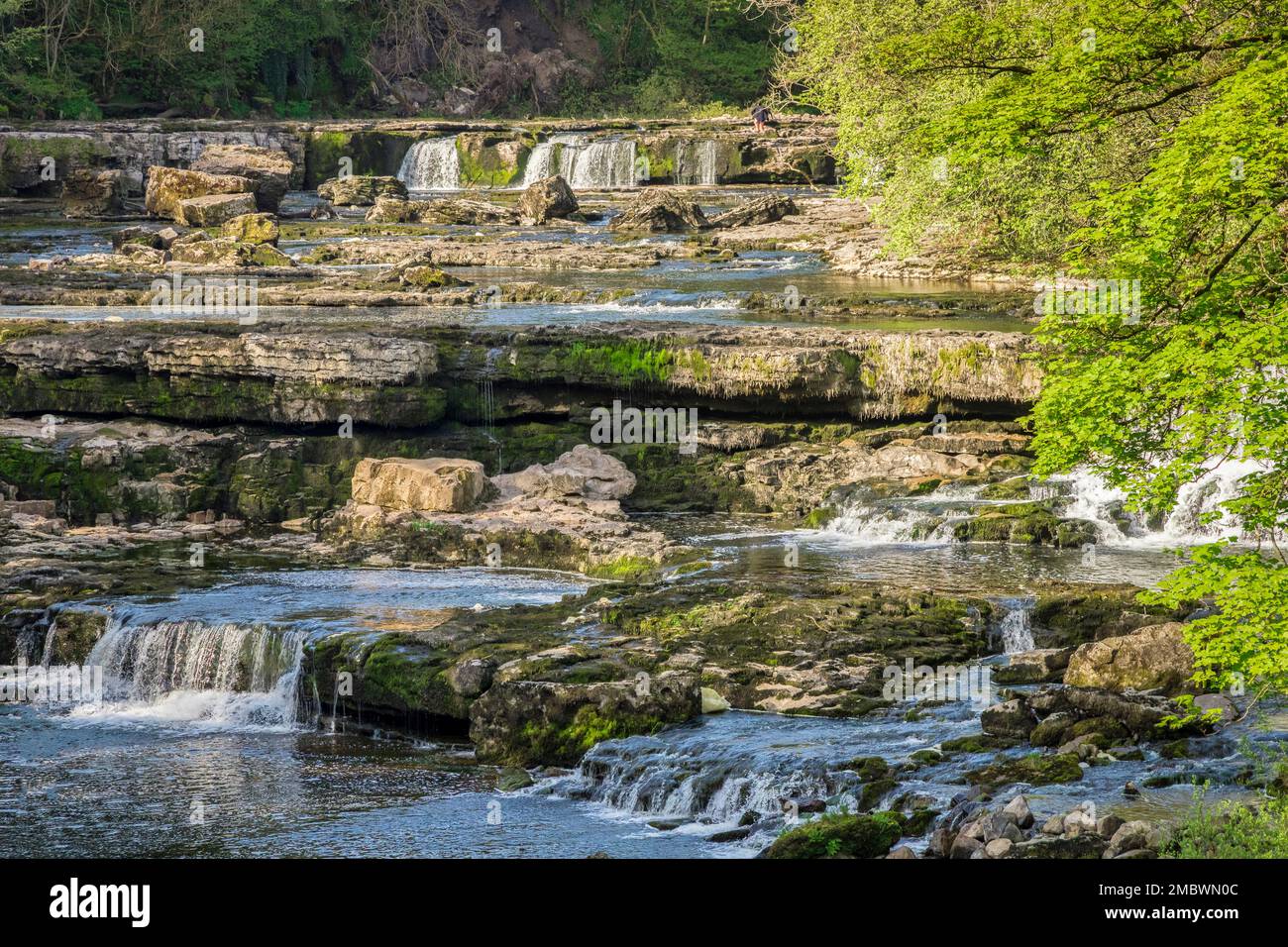 Aysgarth Falls, North Yorkshire, an einem wunderschönen sonnigen Frühlingstag. Stockfoto