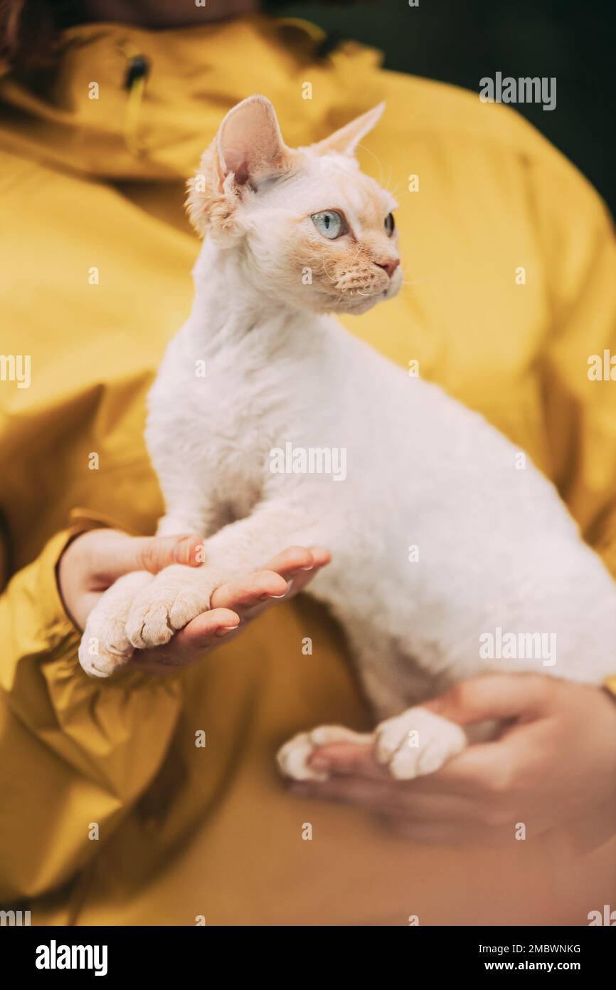 Katzenporträt. Gehorsam Devon Rex Katze Mit Creme Pelz Farbe Sitzt Auf Den Händen. Neugierig Verspielt Lustig Hübsch Schön Devon Rex Katze. Tolle Glückliche Haustiere Stockfoto