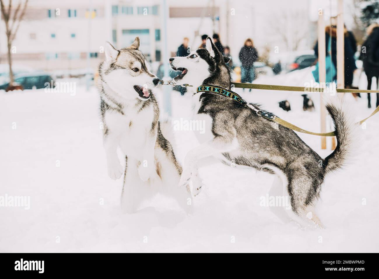 Konzept Der Rivalität Hund. Zwei Junge Lustige Husky-Hunde Auf Dem Winterspaziergang. Wettbewerb Der Hunde. Pets Play, Jumping Und Fast Running Stockfoto