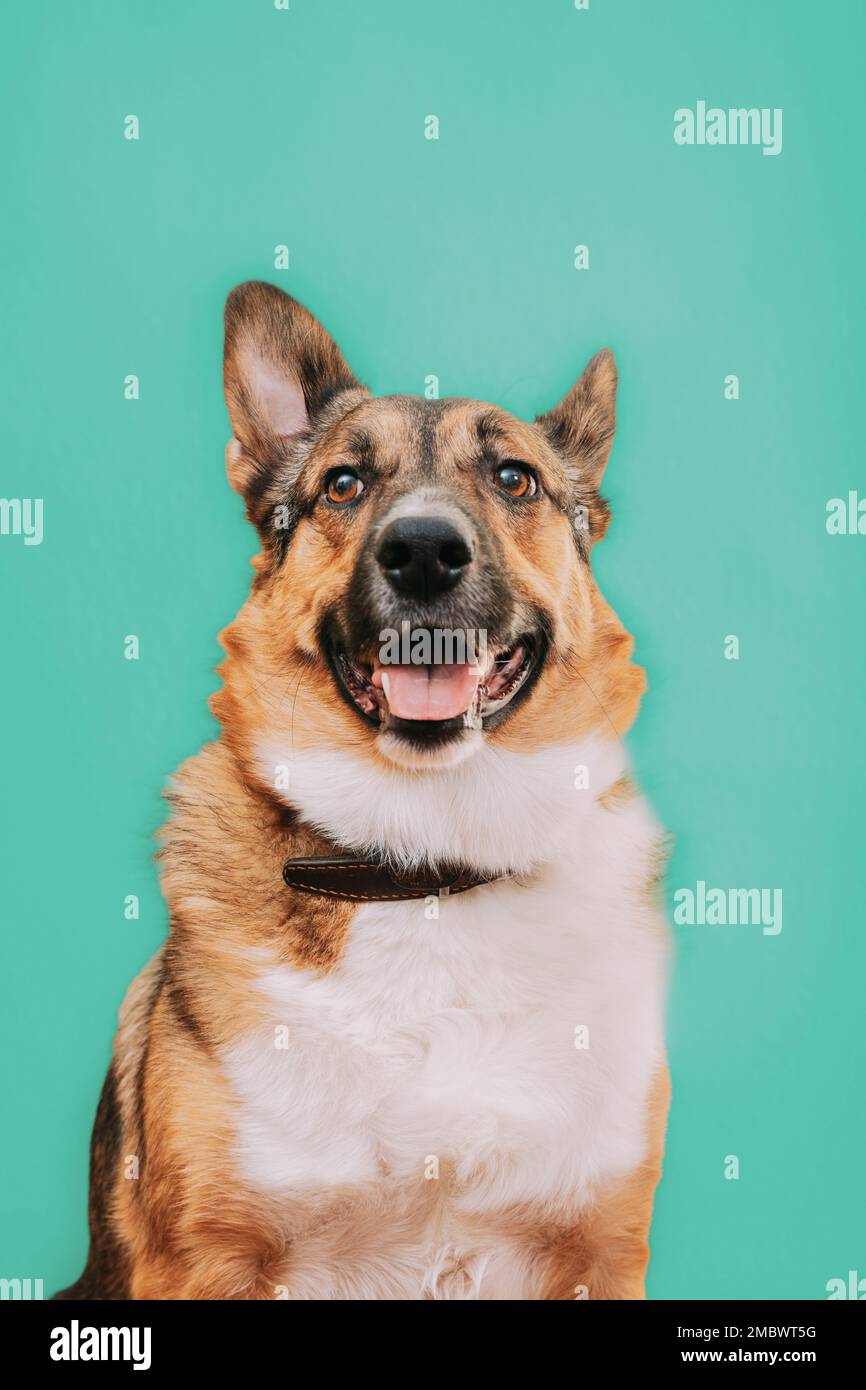 Porträt eines lustigen Mischlingshundes mit offenem Mund, der aus seiner Zunge ragt. Mischlingshund Nahaufnahme Porträt. Isoliert auf Türkis Stockfoto