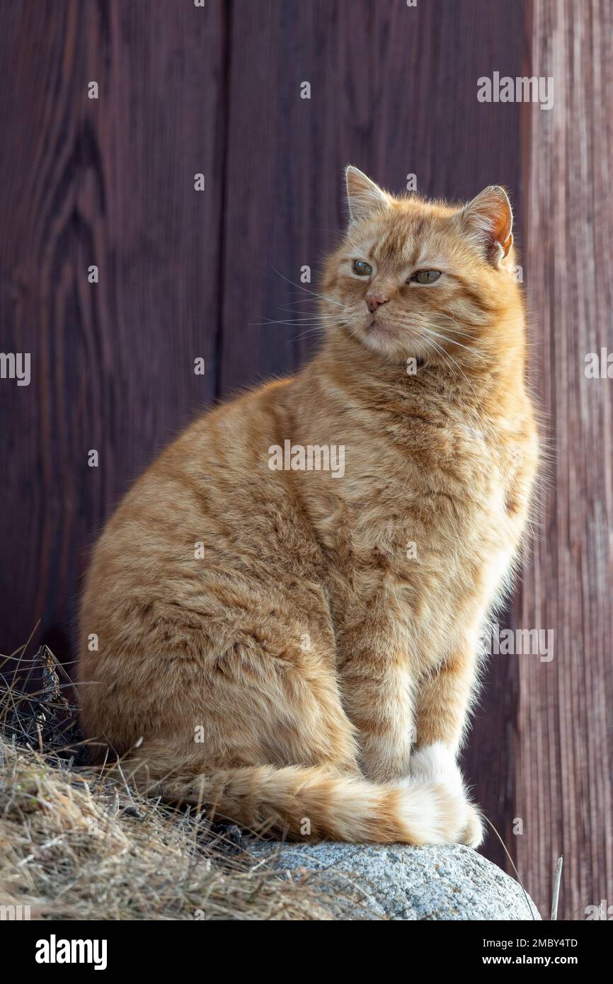 Porträt einer rothaarigen Katze, die an der Wand eines Holzhauses posiert. Stockfoto