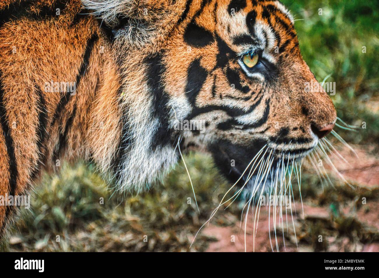 Nahaufnahme der rechten Seite des Gesichts eines bengalischen Tigers Stockfoto