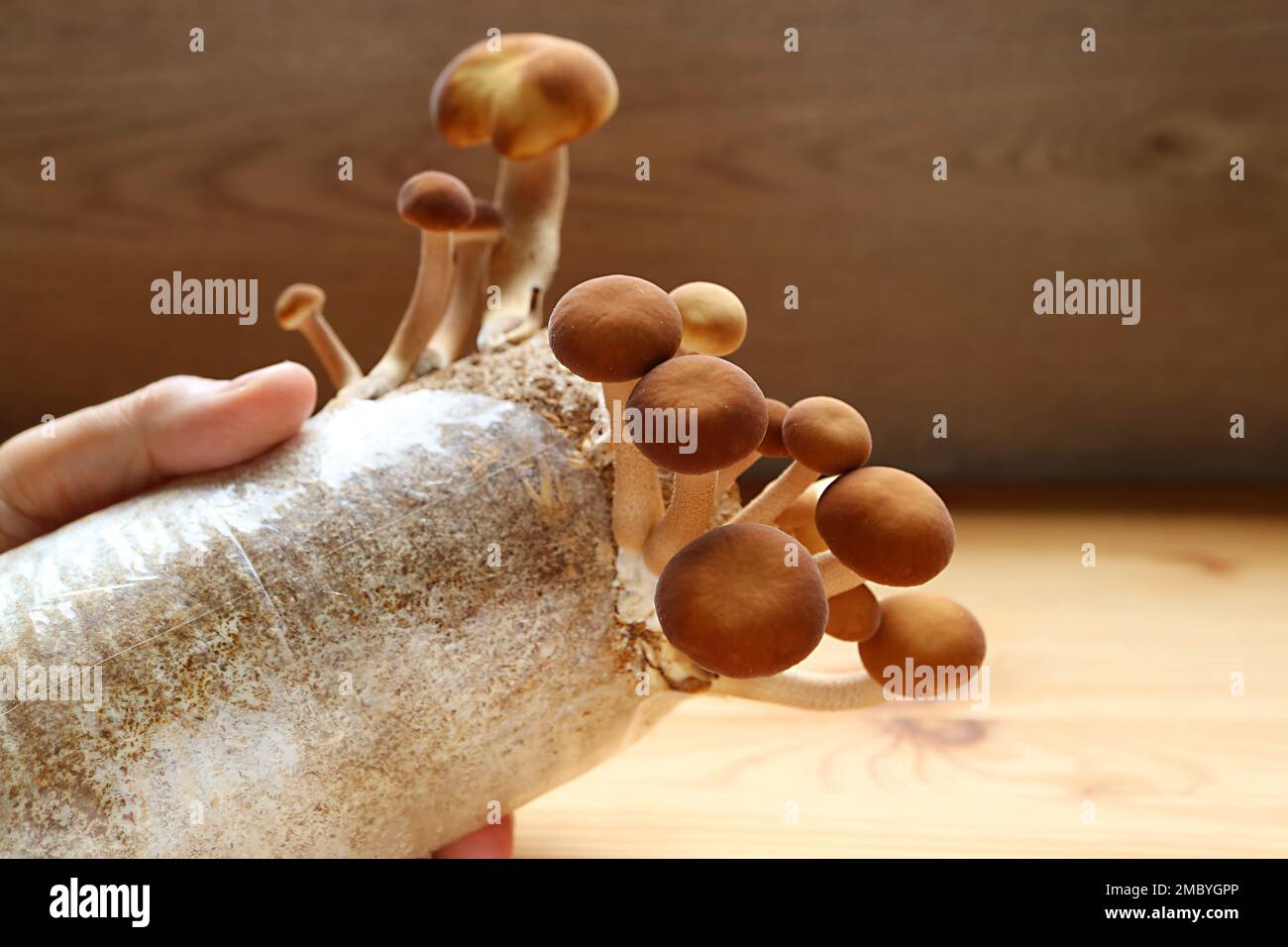 Unterschiedliche Grösse von auf Mycelblock wachsenden Mature-Poplar-Pilzen als Hauspflanzen Stockfoto