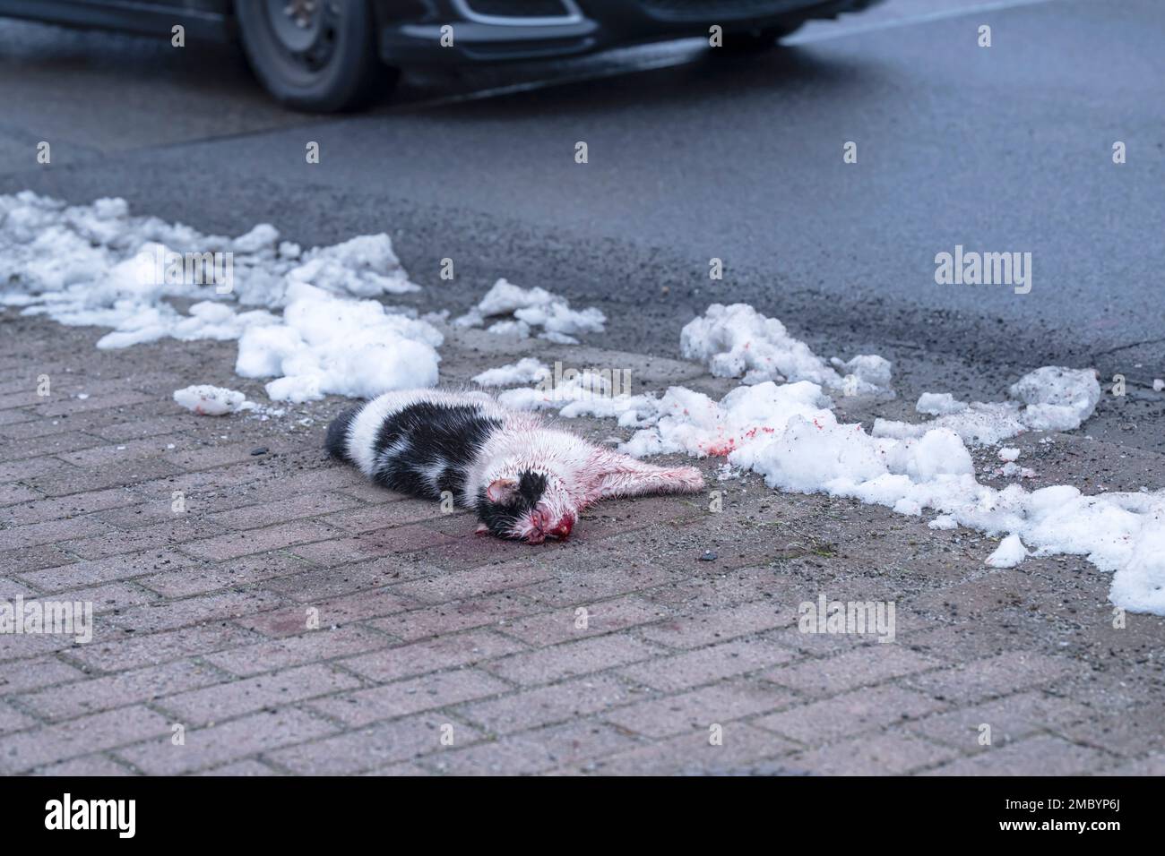 Eine Katze ist Opfer des Straßenverkehrs geworden Stockfoto