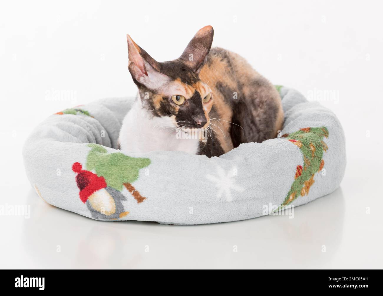 Cornish Rex Cat isoliert auf weißem Hintergrund Stockfoto