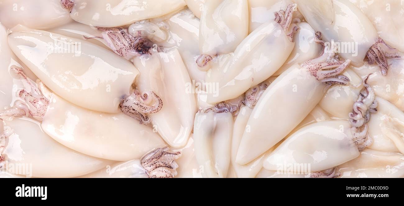 Frische Tintenfischröhren im Hintergrund. Nahaufnahme der Textur einer kleinen Kalamarverrundung. Rohe Kalmare, die zum Kochen kalorienarmer, gesunder Lebensmittel zubereitet werden. Meeresfrüchte-Rezept Stockfoto
