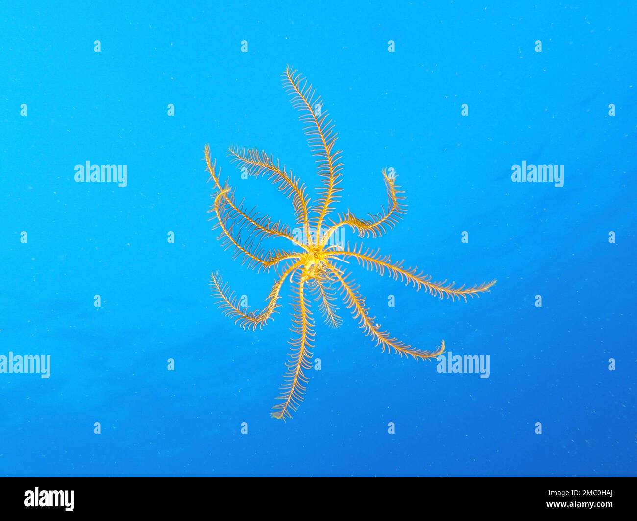 Antedon mittelmeer aus Zypern Stockfoto