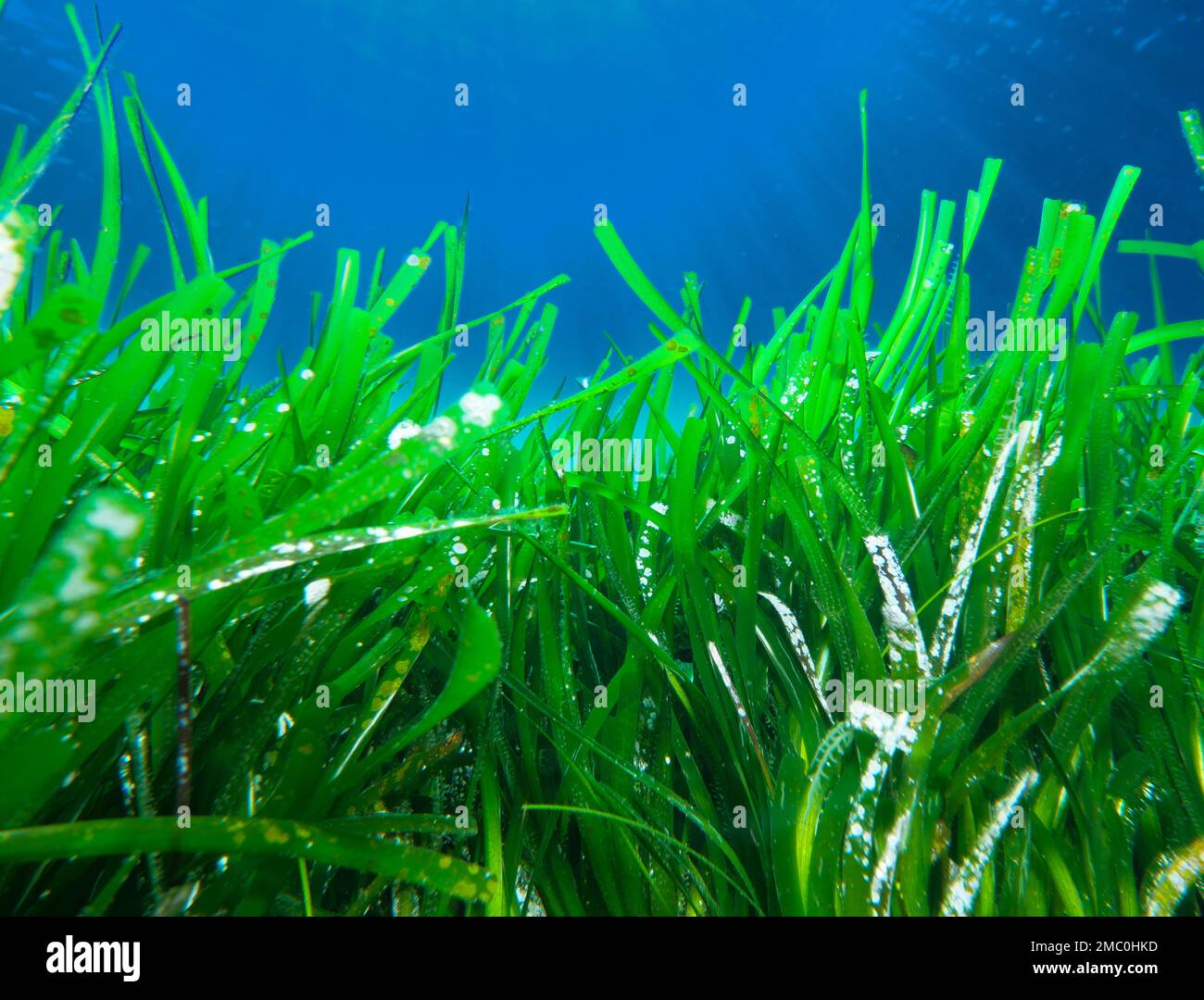 Posidonia oceanica Seegras Stockfoto