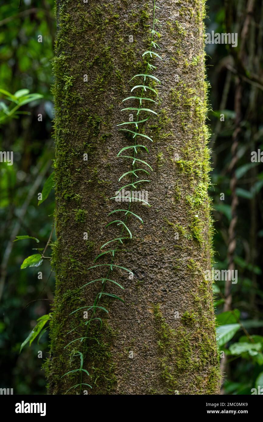 Rine, die im Regenwald in Borneo aufwächst Stockfoto