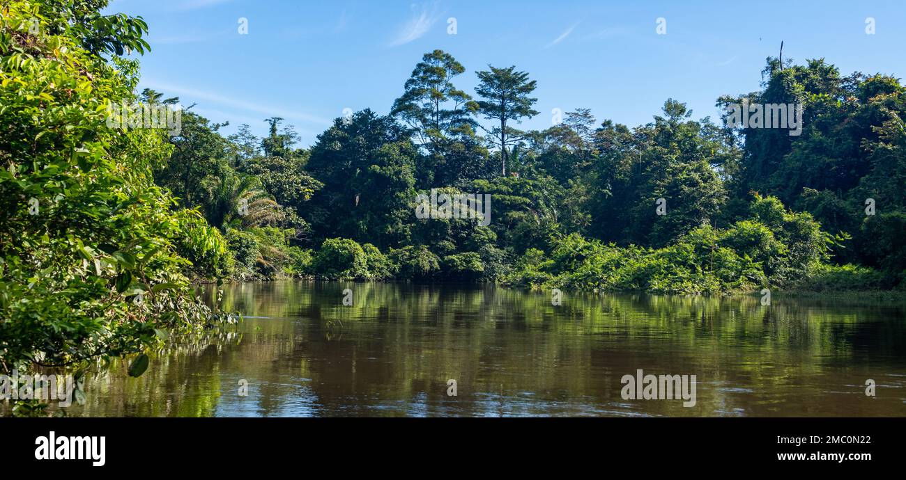 Fluss Durch Den Gunung Mulu Nationalpark Stockfoto