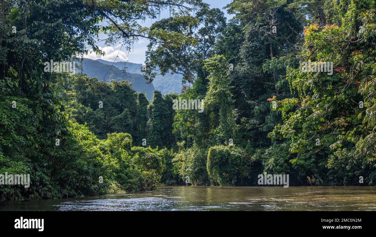 Fluss Durch Den Gunung Mulu Nationalpark Stockfoto