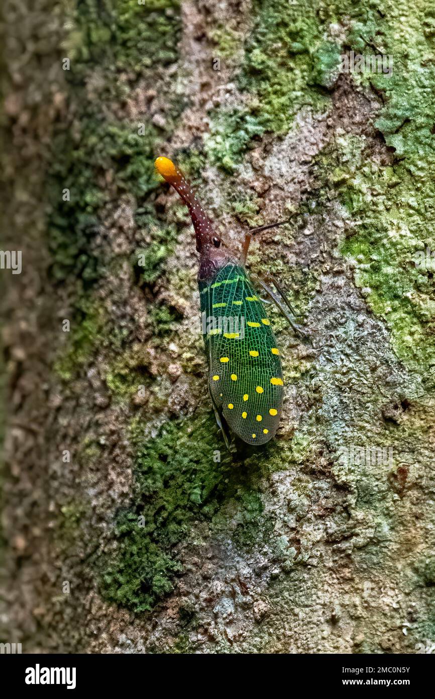 Laternen-Käfer oder -Fliegen (Pyrops sp.), Mulu, Borneo Stockfoto