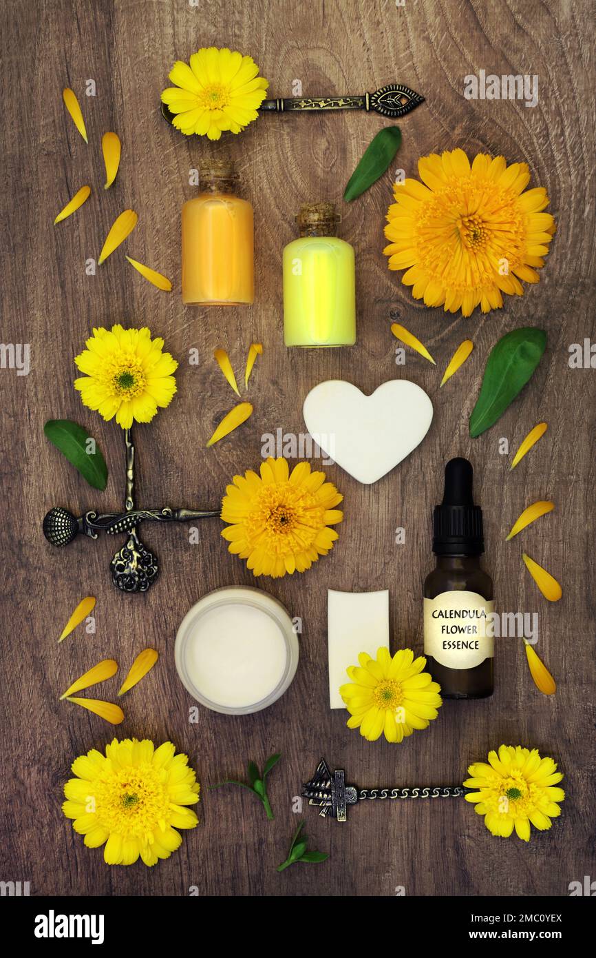 Calendula-Blüten für natürliche pflanzliche Heilmittel für Hautpflegemittel. Vorbereitung kosmetischer Behandlungen zur Behandlung von Wunden, Psoriasis, Ekzemen Stockfoto