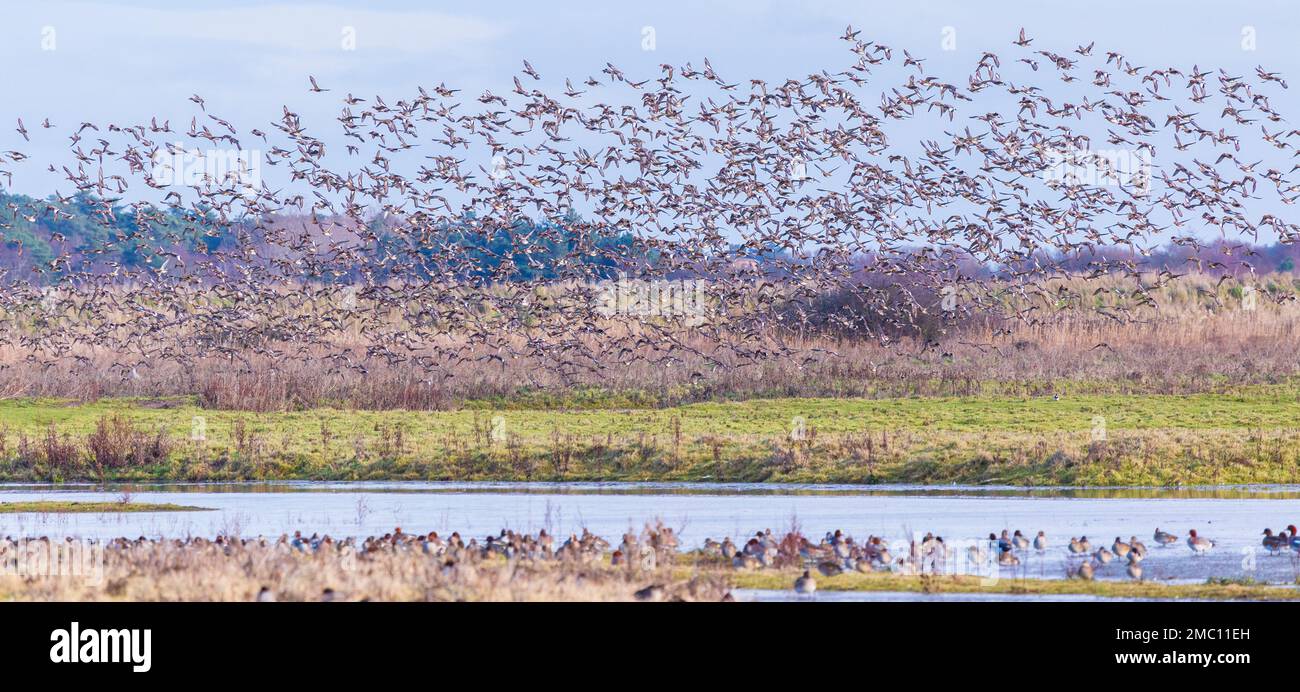 Eine riesige Schar überwinterender Wigeon im Holkham National Nature Reserve in Norfolk an einem kalten Januarmorgen Stockfoto
