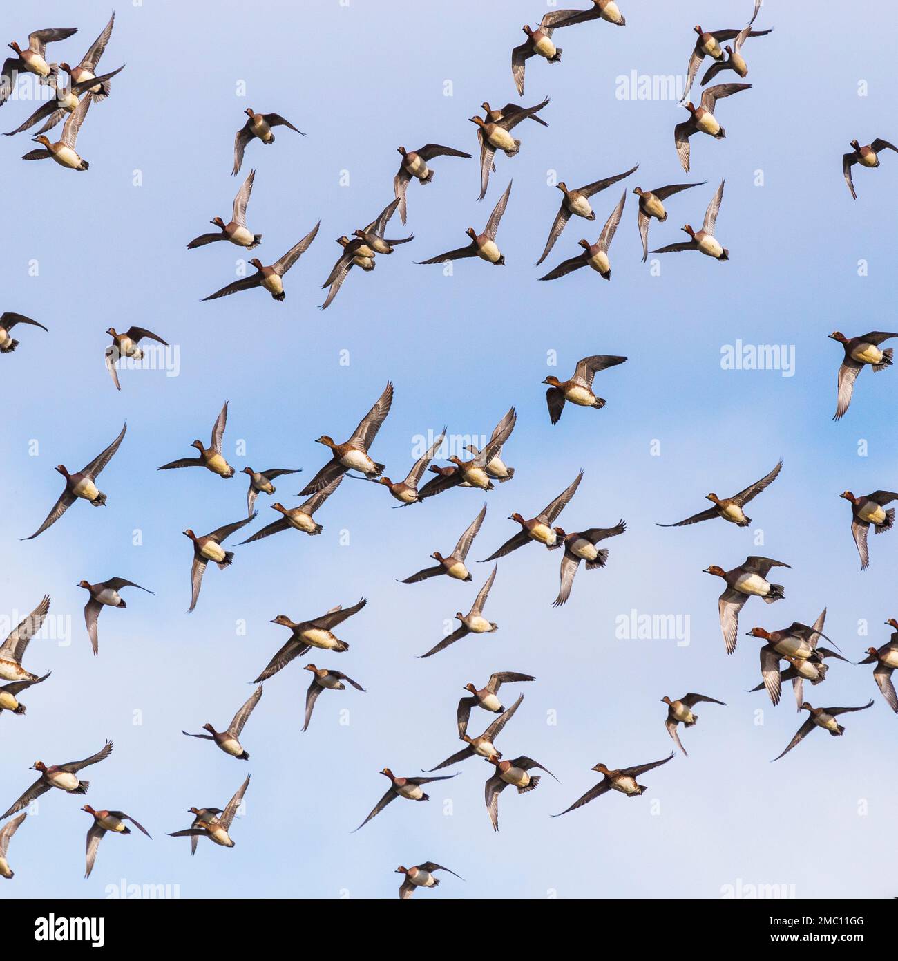 Eine riesige Schar überwinterender Wigeon im Holkham National Nature Reserve in Norfolk an einem kalten Januarmorgen Stockfoto