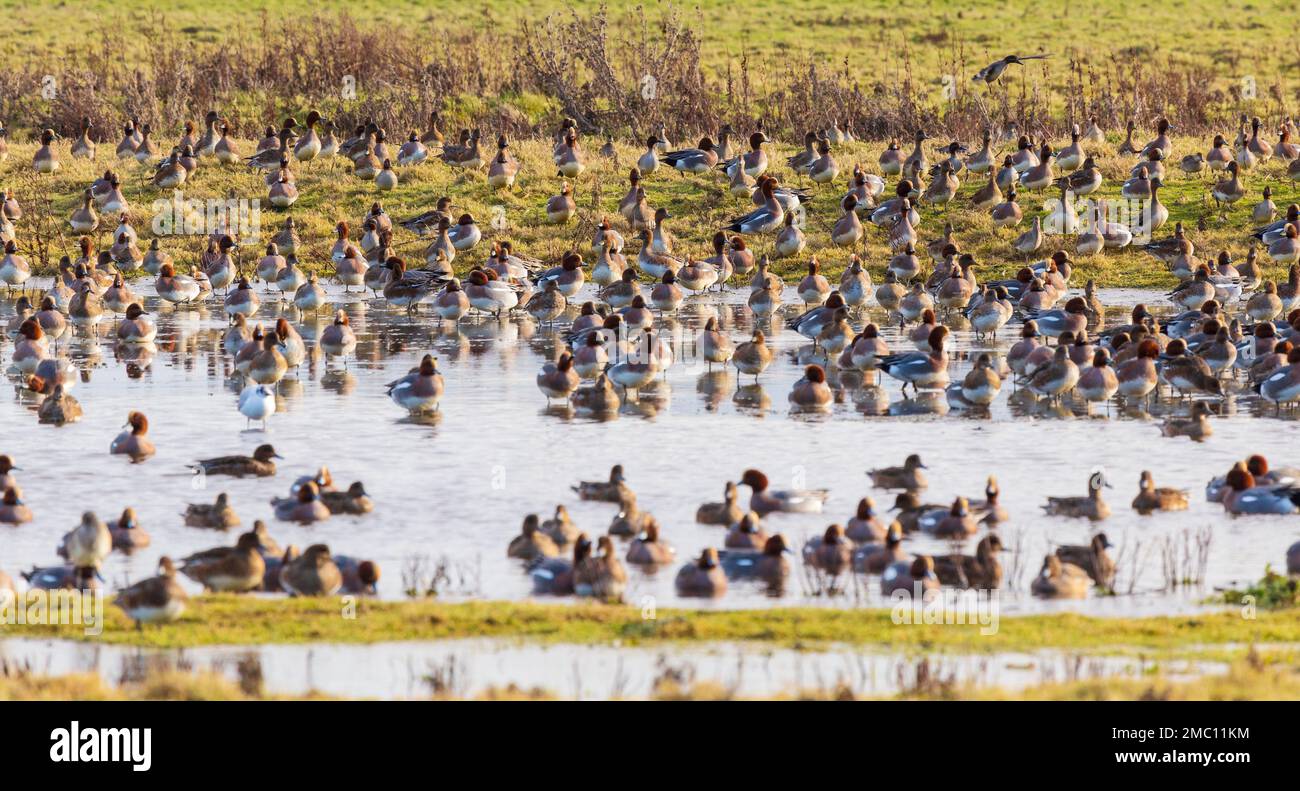 Eine riesige Schar überwinterender Wigeon im Holkham National Nature Reserve in Norfolk an einem kalten Januarmorgen Stockfoto