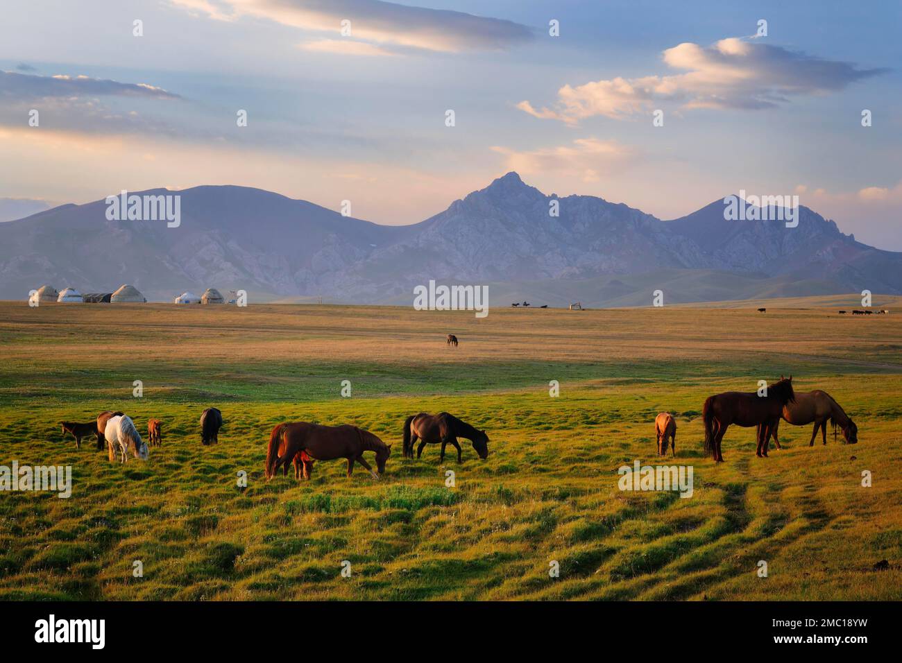 Pferde grasen in der Steppe bei Sonnenuntergang, Song Kol Lake, Naryn Province, Kirgisistan Stockfoto