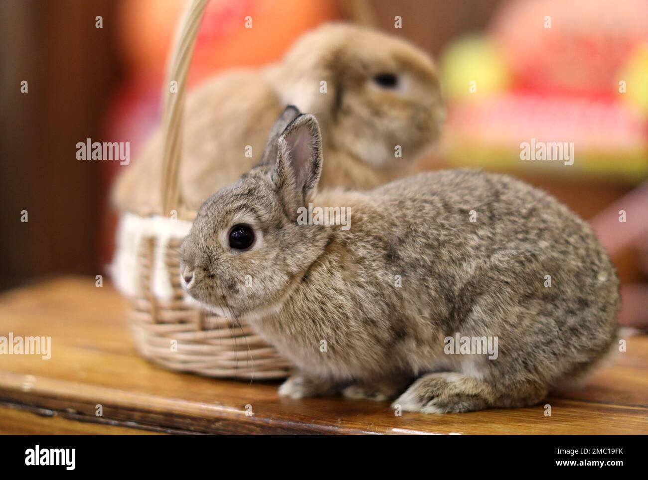 Shenyang. 20. Januar 2023. Dieses Foto wurde am 20. Januar 2023 aufgenommen und zeigt Kaninchen in einem Kaninchencafé in Shenyang, der Hauptstadt der Provinz Liaoning im Nordosten Chinas. Das bevorstehende chinesische MondNeujahr des Hasen rückt näher und ein Kaninchencafé in Shenyang hat bei den Einheimischen an Popularität gewonnen. Kredit: Yao Jianfeng/Xinhua/Alamy Live News Stockfoto