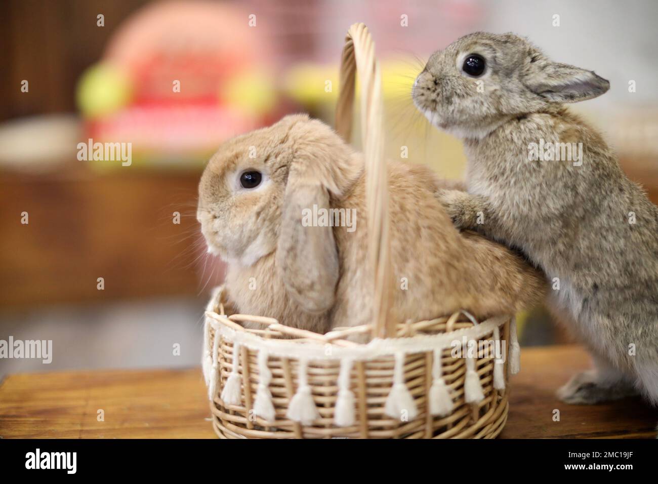 Shenyang. 20. Januar 2023. Dieses Foto wurde am 20. Januar 2023 aufgenommen und zeigt Kaninchen in einem Kaninchencafé in Shenyang, der Hauptstadt der Provinz Liaoning im Nordosten Chinas. Das bevorstehende chinesische MondNeujahr des Hasen rückt näher und ein Kaninchencafé in Shenyang hat bei den Einheimischen an Popularität gewonnen. Kredit: Yao Jianfeng/Xinhua/Alamy Live News Stockfoto