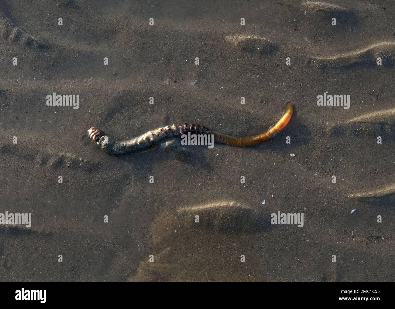 Lug-Wurm Stockfoto