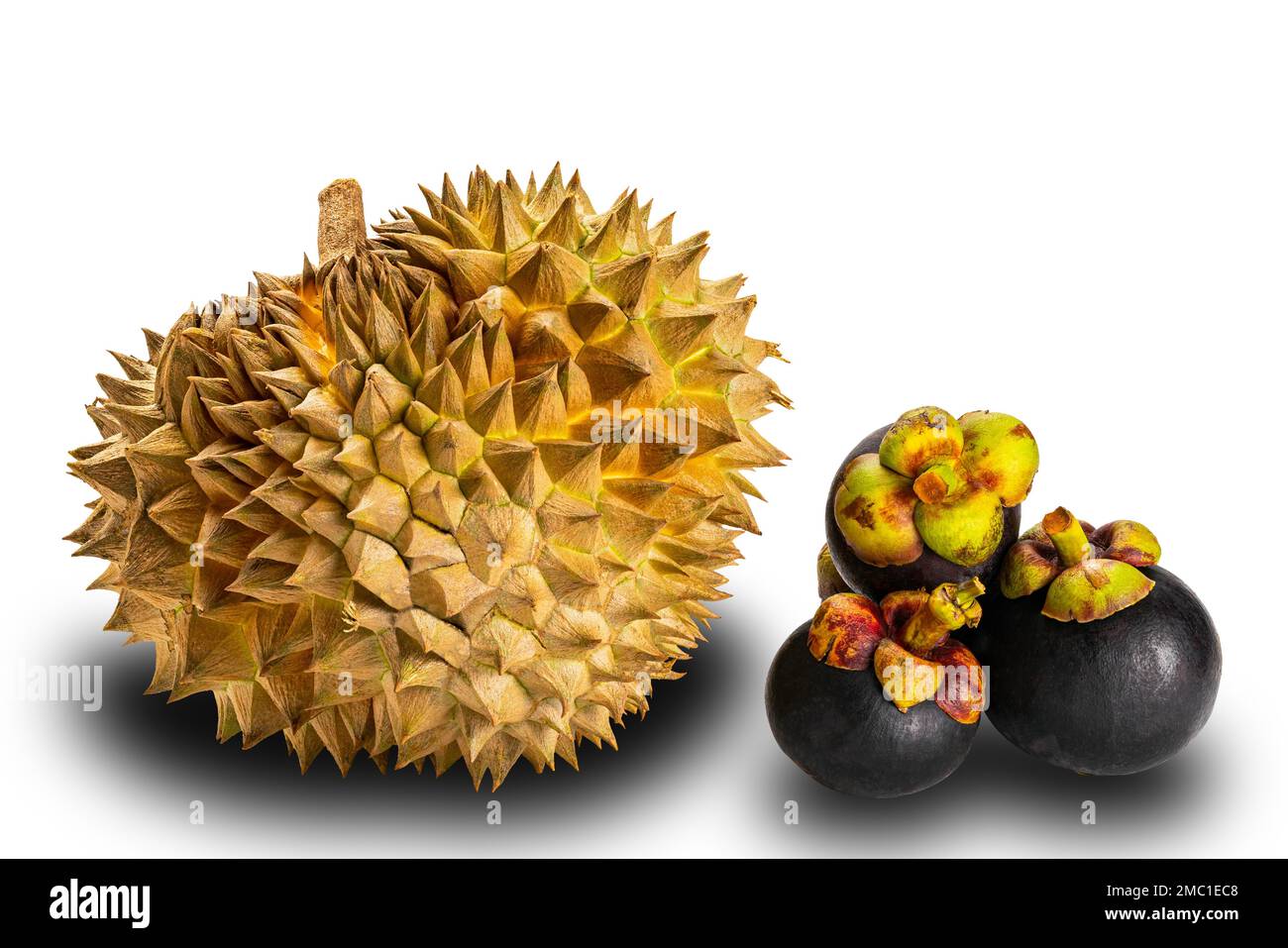 Seitenansicht Nahaufnahme von frisch geernteten mit scharfen Stachelschalen ganzen Durian und Haufen von leckeren Mangostan isoliert auf weißem Hintergrund mit Clipping Stockfoto