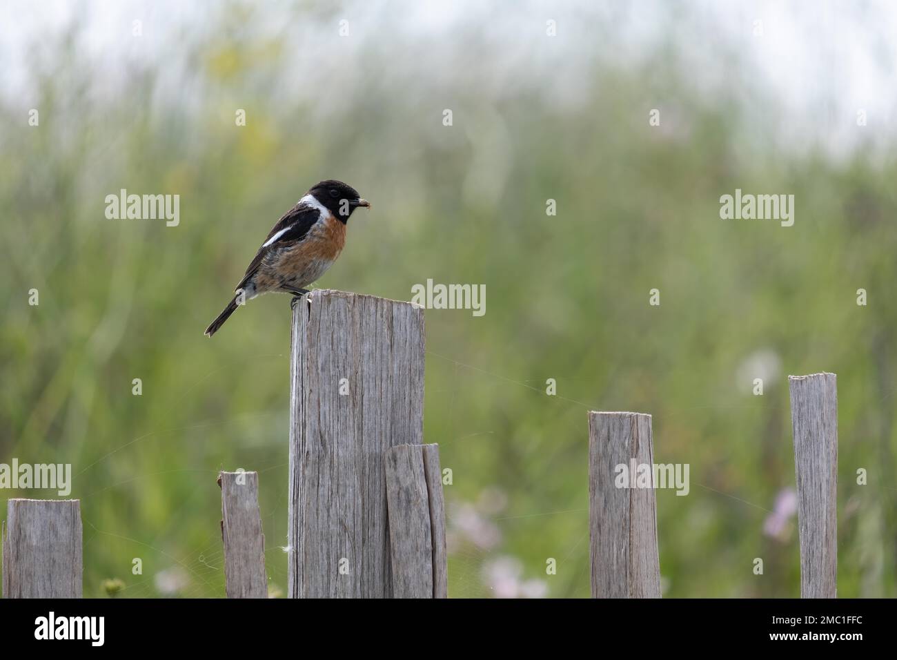 Europäisches Stonechat (Saxicola rubicola), hoch oben auf einem Holzzaunpfahl am Thurlestone Beach in Devon Stockfoto