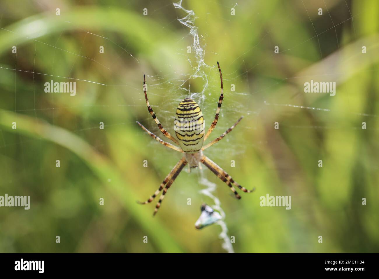 Alleinstehende Frau der Wespenspinne (lateinischer Name: Argiope bruennichi) in Montenegro Stockfoto