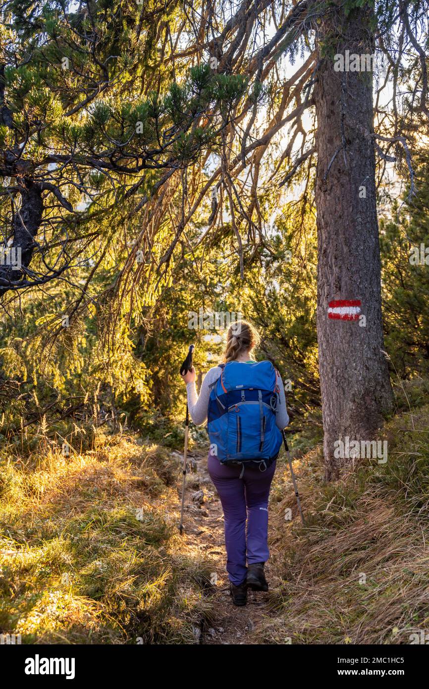 Wanderweg durch den Wald, Wandermarker, Wandern auf dem Weg nach Guffert, Brandenberg Alpen, Tirol, Österreich Stockfoto
