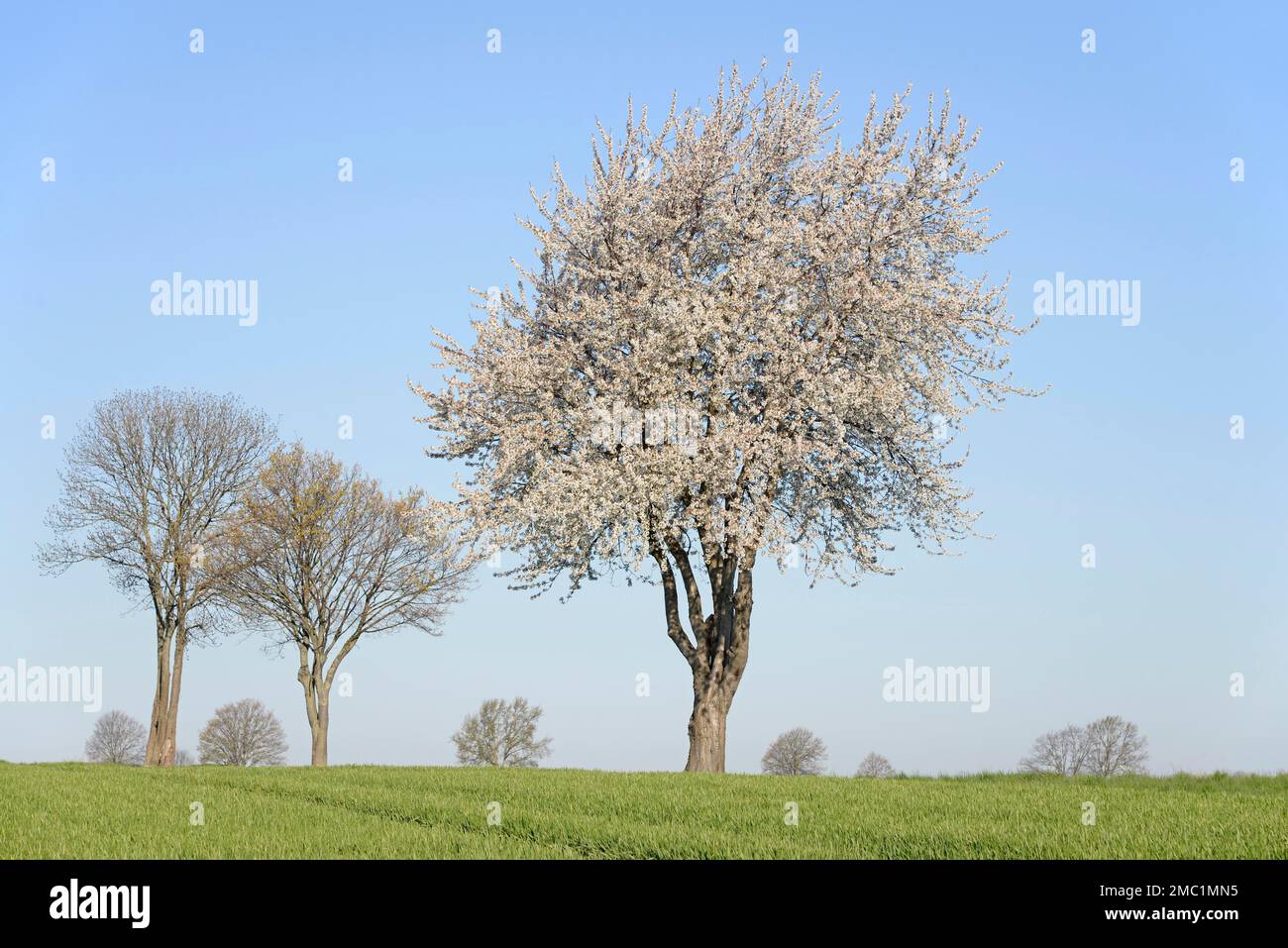Laubbäume an einem grünen Getreidefeld, Kirschbaum (Prunus) in Blüte,  blauer Himmel, Nordrhein-Westfalen, Deutschland Stockfotografie - Alamy