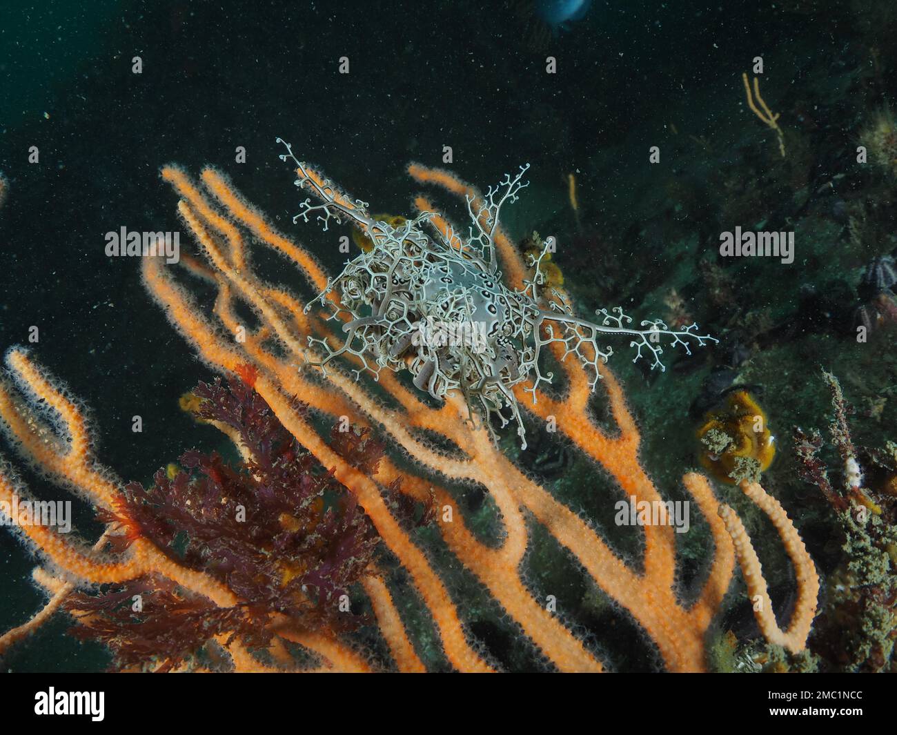 Gorgonkopf (Astrocladus euryale) auf Palmate Sea Fan (Leptogorgia palma), einer endemischen Weichkoralle. Tauchplatz False Bay, Kap der Guten Hoffnung, Kapstadt Stockfoto Gorgonkopf (Astrocladus euryale) auf Palmate Sea Fan (Leptogorgia palma), einer endemischen Weichkoralle. Tauchplatz False Bay, Kap der Guten Hoffnung, Kapstadt Stockfoto