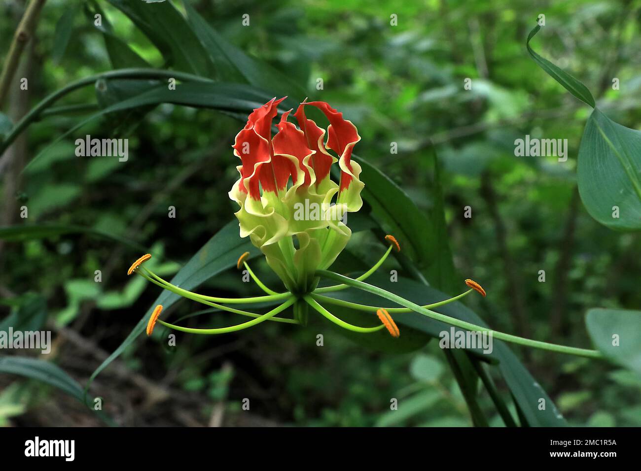 Gloriosa (Gloriosa superba) ist die giftigste Pflanze auf dem Planeten, Kadapa, Andhra Pradesh Stockfoto