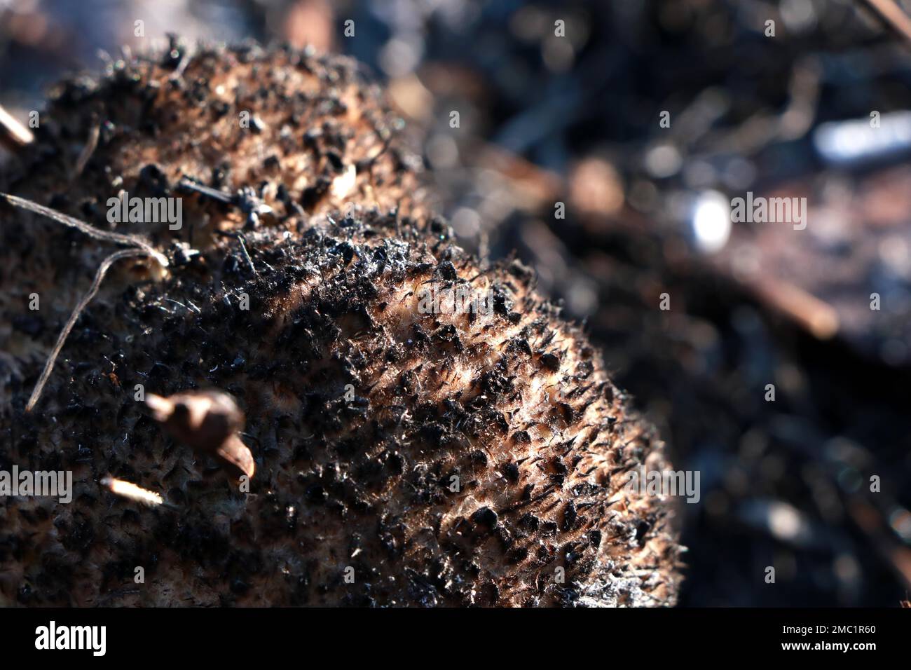 Verbrannte Pflanzen bei einem Waldbrand, Andhra Pradesh, Indien Stockfoto