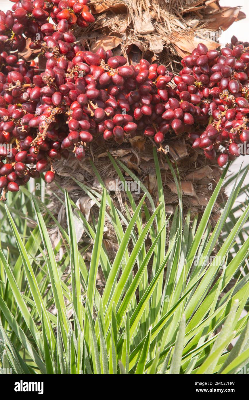 Nahaufnahme der Palmenfrucht mit Blättern Hintergrund Stockfoto